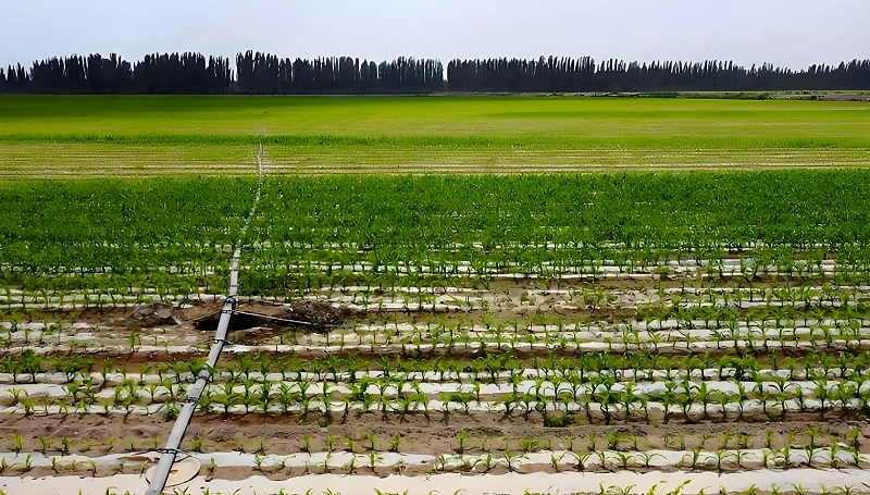 Farmland-irrigation 2.webp